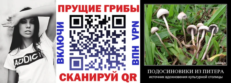 Галлюциногенные грибы Psilocybe Назарово